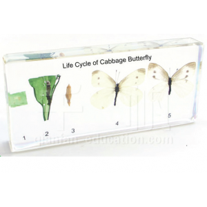 Life Cycle of Cabbage Butterfly